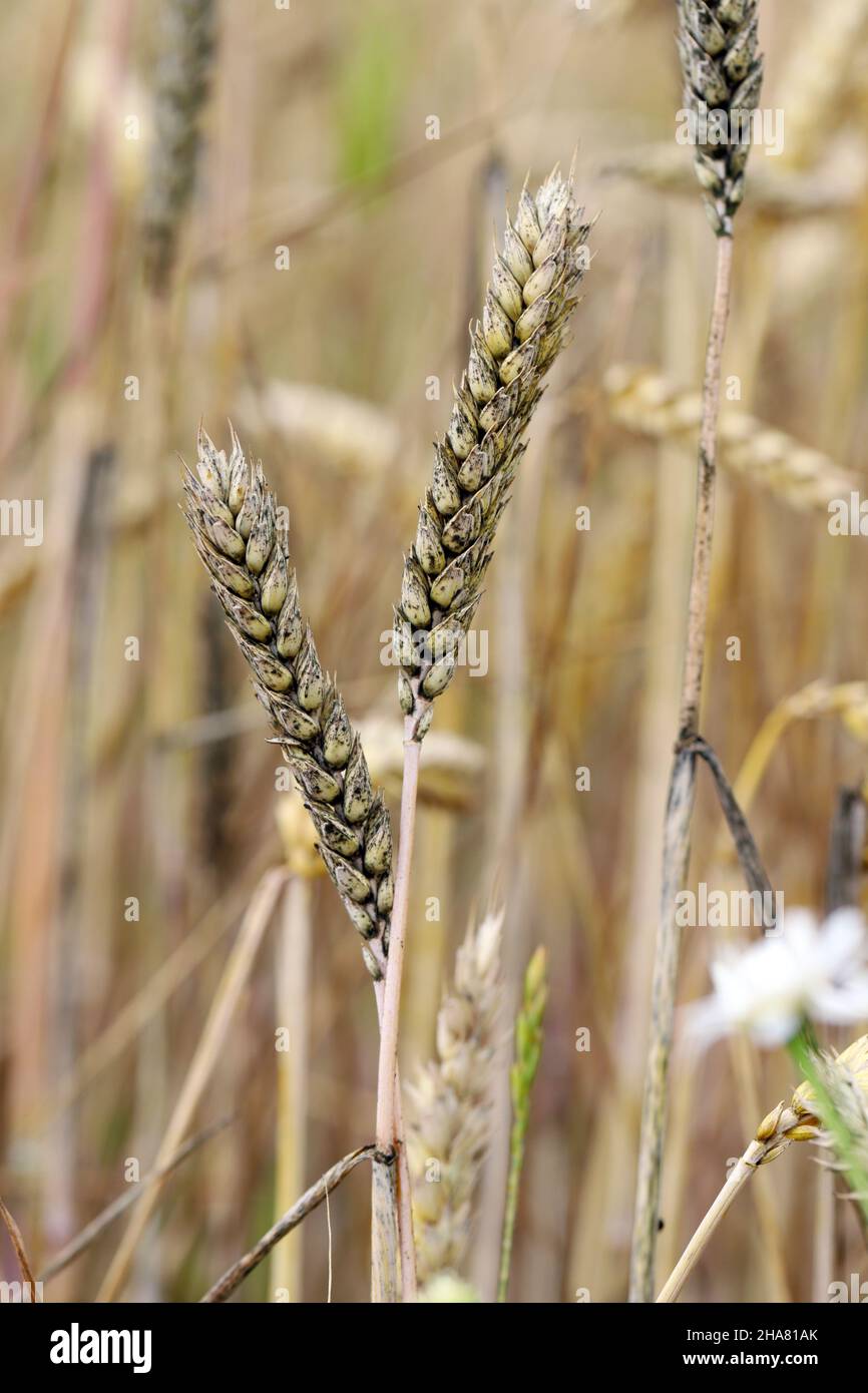 Sooty mould black mould on wheat ears, Cladosporium herbarum Alternaria alternata. Cereal diseases, ear diseases. Stock Photo