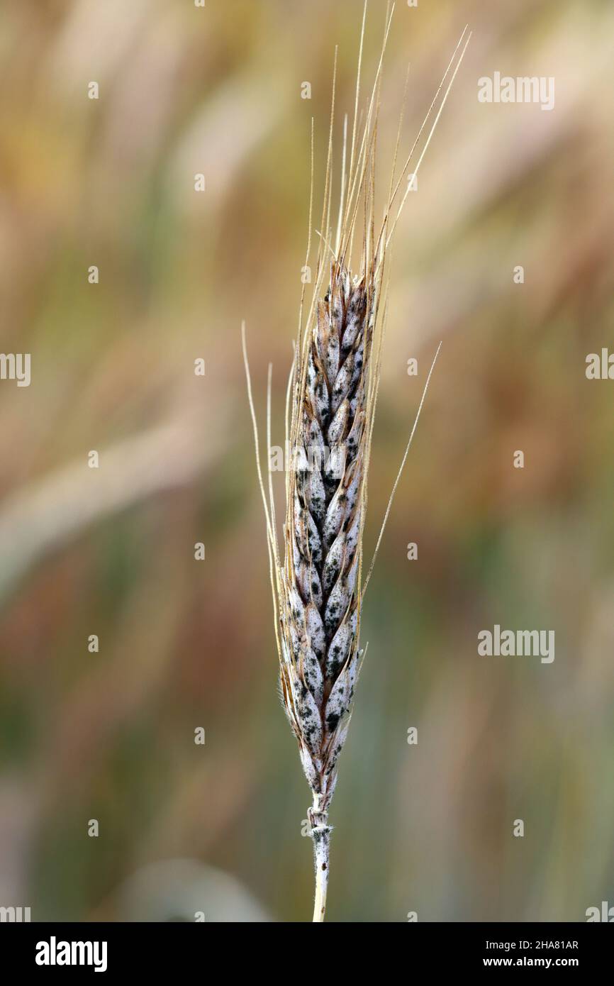 Sooty mould black mould on wheat ears, Cladosporium herbarum Alternaria alternata. Cereal diseases, ear diseases. Stock Photo