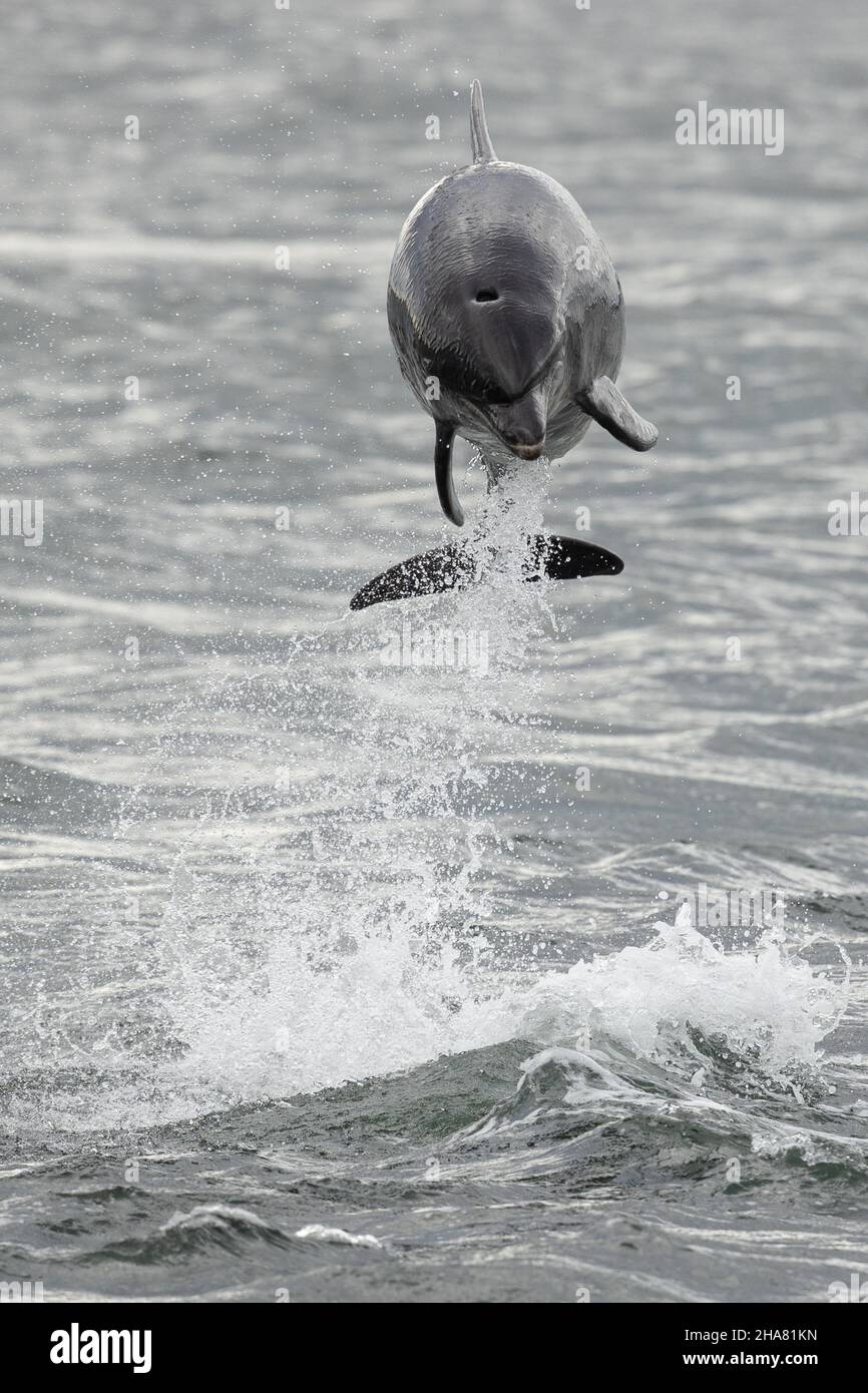 Neonate Bottlenose dolphin swims alongside its mother at Chanonry Point, in the Scottish Highlands. Stock Photo