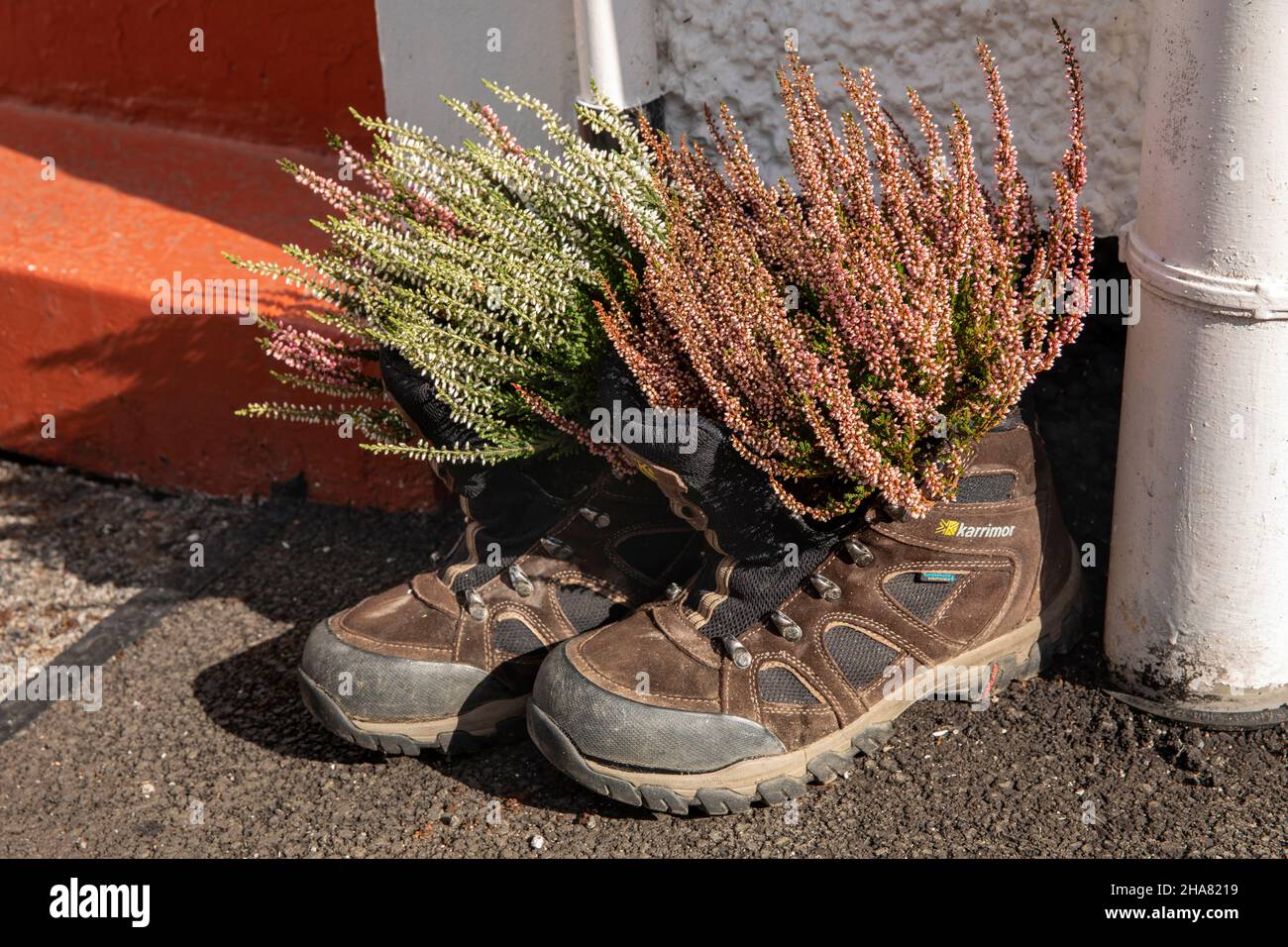 UK, Cumbria, Allerdale, Keswick, The Seams, old walking shoes planted with heather plants on doorstep Stock Photo