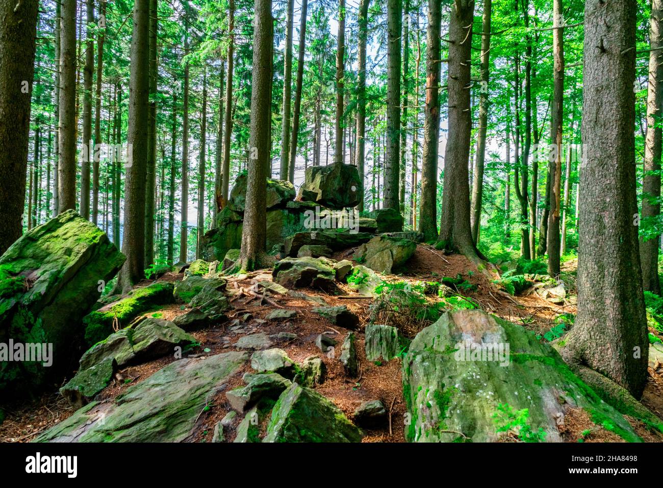 Hiking Hadriwa Highpath Bavarian Forest Lower Bavaria Stock Photo