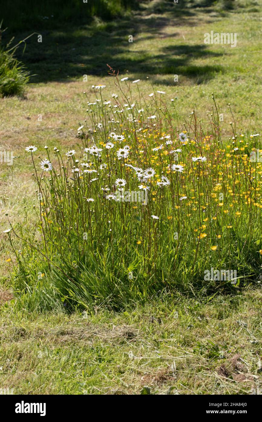 Churchyard grave yard burial ground seasonal managed unmown area for wildlife flowering plants Oxeye Daisy others conservation, biodiversity, survival Stock Photo