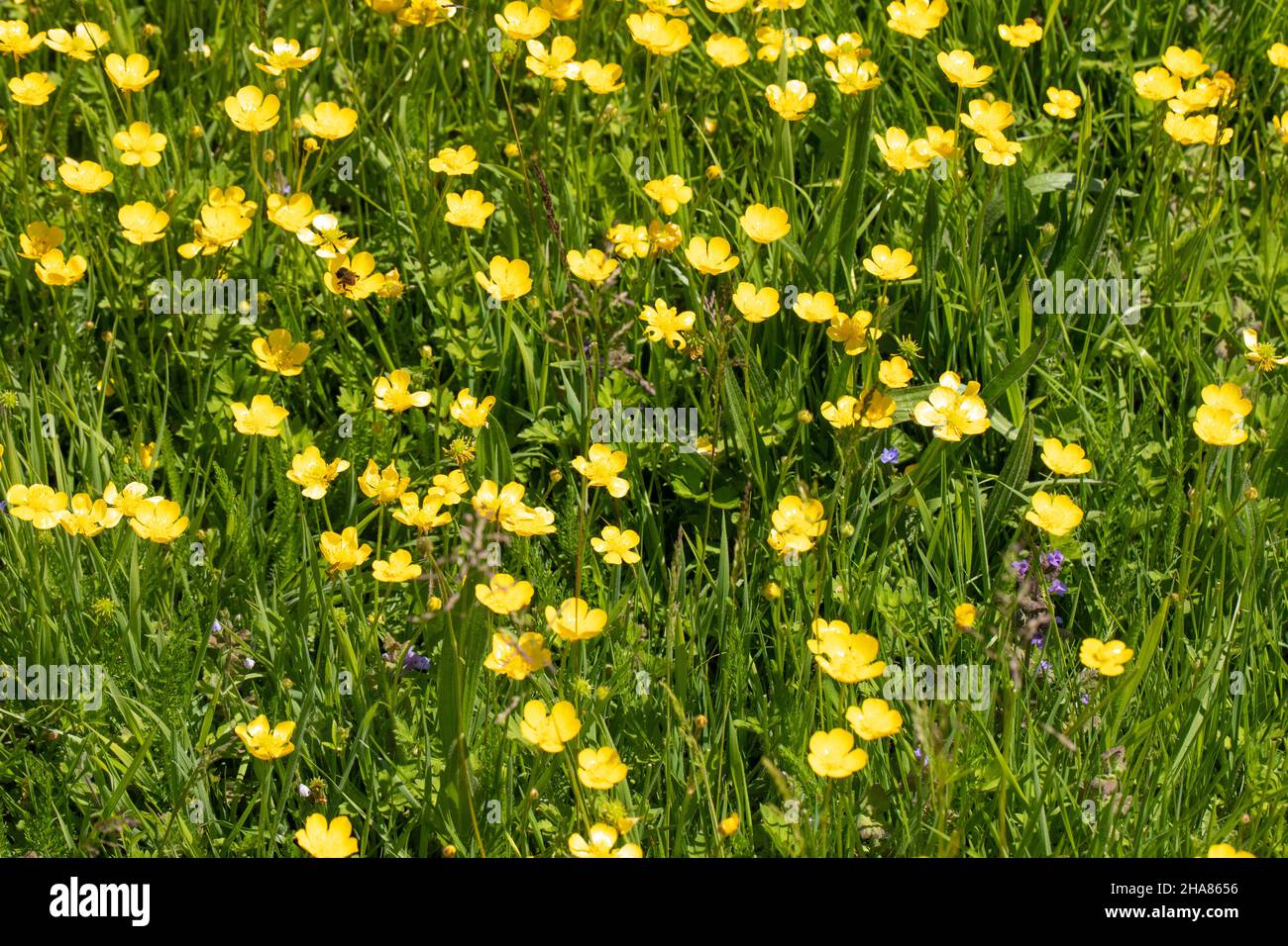 Buttercups. (Ranunculus sp. ) Blend of yellow and green herbaceous sward, grassland, with smattering of blue Speedwell (Veronica ). Church graveyard Stock Photo