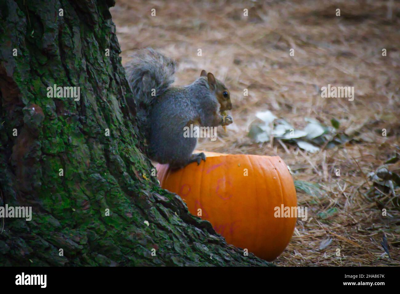 Squirrel eating a pumpkin Stock Photo Alamy
