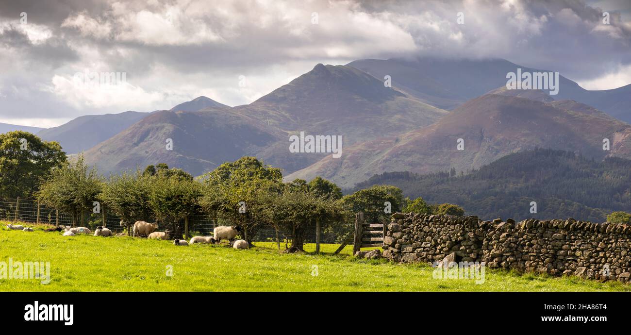 UK, Cumbria, Allerdale, Keswick, sheep in shade of hedge looking towards Derwent Fells, Grisedale Pike and Hopegill Head, panoramic Stock Photo