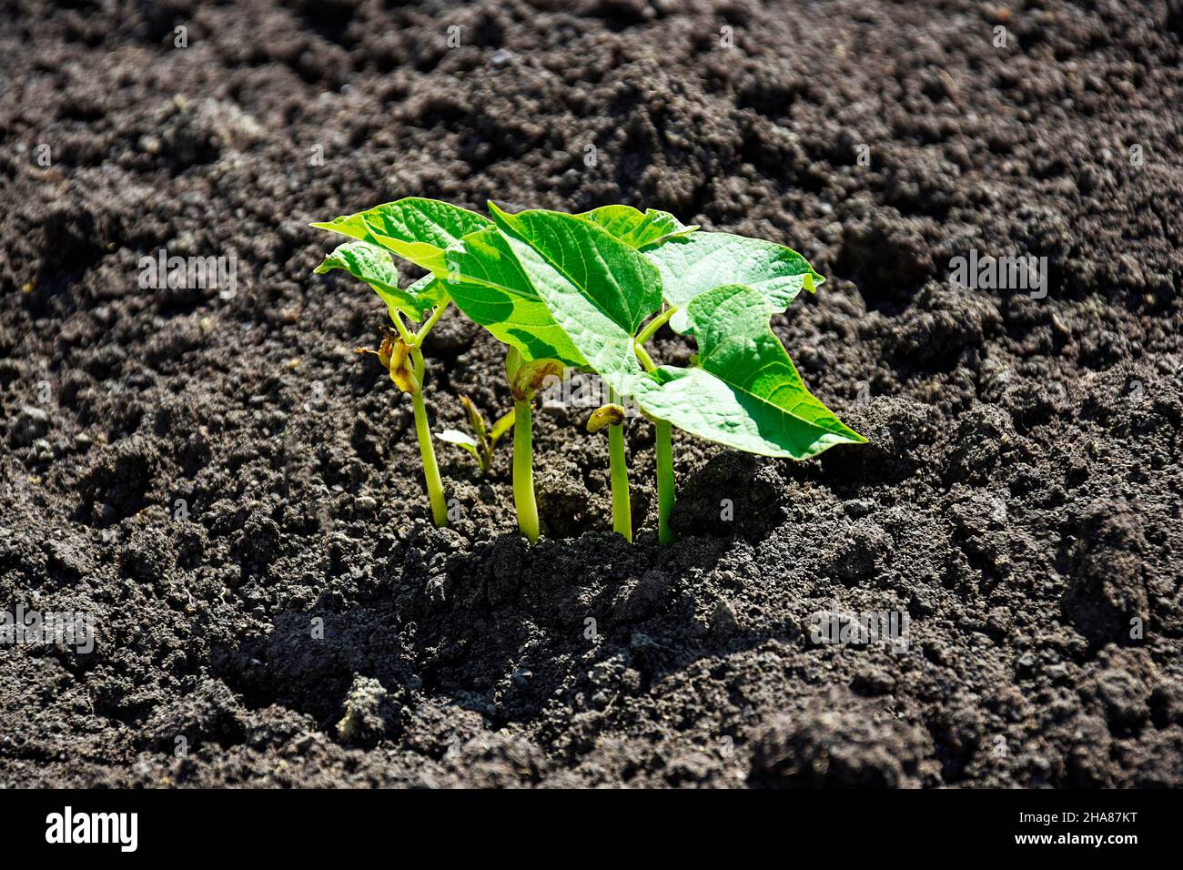 Early Spring Sprouts Green sprouts of young beans in early spring at the kitchen garden ...