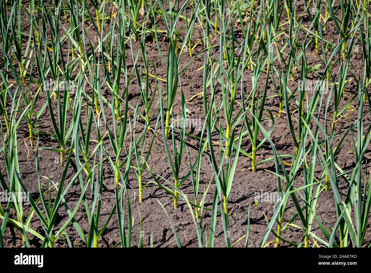 Winter garlic sprouts growing in early spring at the kitchen garden ...