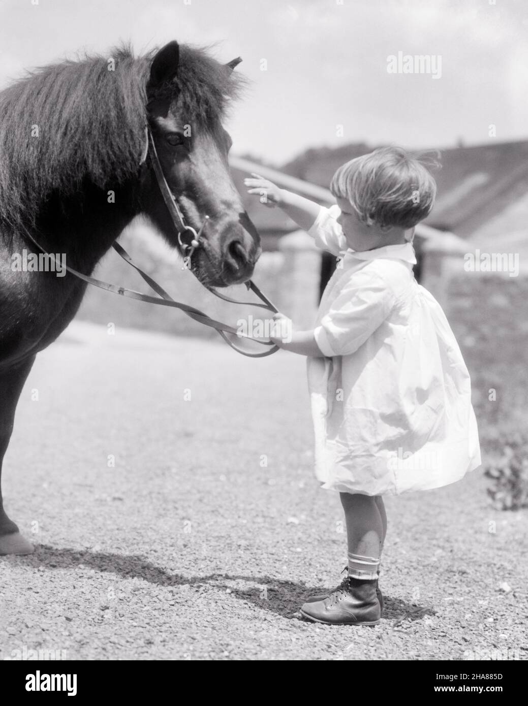 1920s CHARMING LITTLE BLOND GIRL WEARING WHITE COTTON DRESS HOLDING A FARM PONY’S REINS PETTING ITS NOSE - h1684 HAR001 HARS FARMING PONY CONFIDENCE B&W REINS HAPPINESS MAMMALS ADVENTURE DISCOVERY HIS CHOICE FARMERS RECREATION PETTING FEARLESS CONNECTION CONCEPTUAL CURIOUS FRIENDLY GROWTH JUVENILES MAMMAL TOGETHERNESS BLACK AND WHITE CAUCASIAN ETHNICITY HAR001 OLD FASHIONED Stock Photo