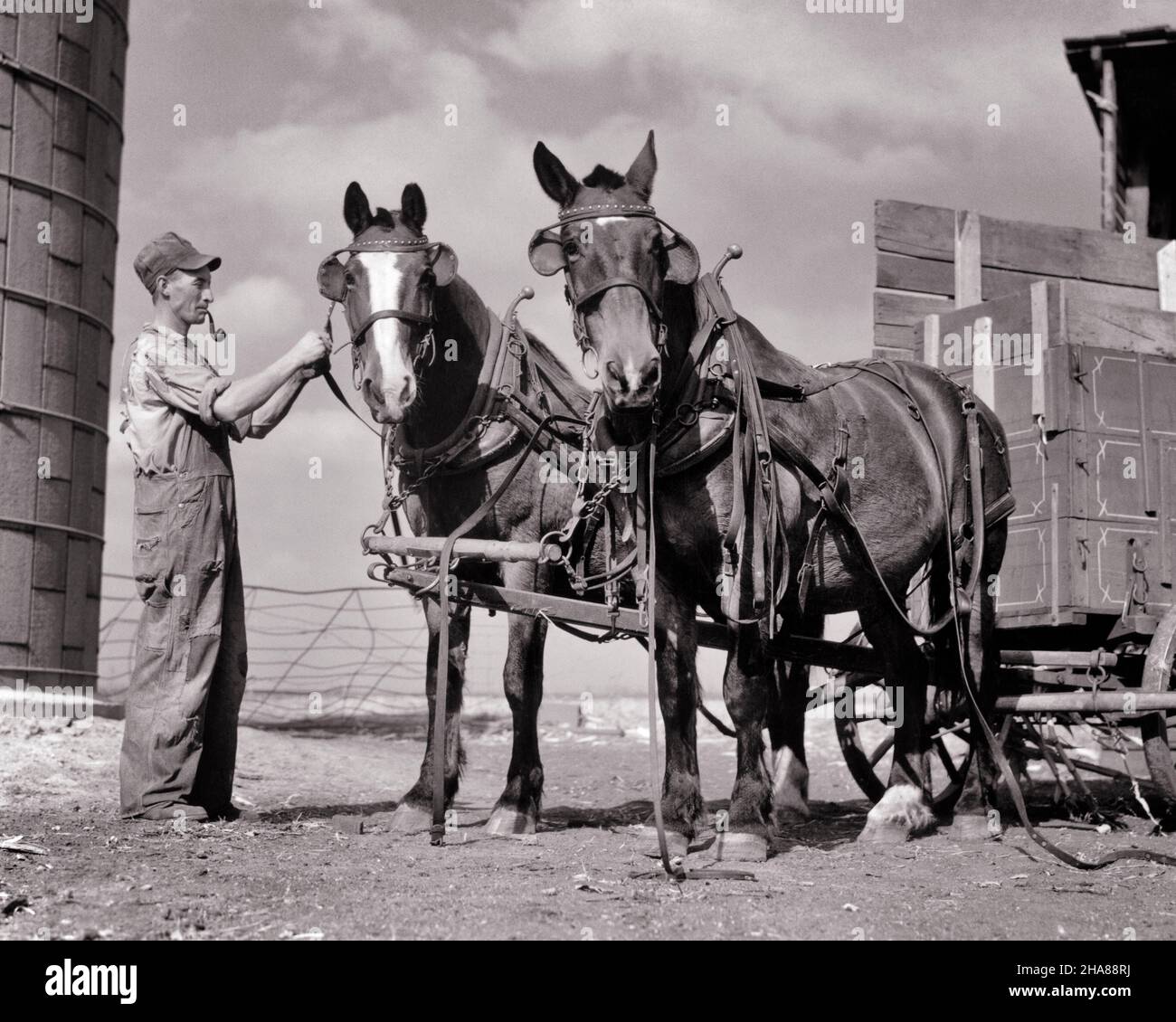 1930s 1940s FARMER SMOKING A PIPE WEARING OVERALLS ADJUSTING HARNESS ON TEAM OF WORK HORSES LOOKING AT CAMERA BOONE IOWA USA - h695 HAR001 HARS UNITED STATES COPY SPACE FULL-LENGTH PERSONS OVERALLS UNITED STATES OF AMERICA FARMING MALES WHEELS CONFIDENCE TRANSPORTATION MIDDLE-AGED AGRICULTURE B&W NORTH AMERICA MIDDLE-AGED MAN NORTH AMERICAN SKILL OCCUPATION SKILLS MAMMALS STRENGTH IOWA FARMERS KNOWLEDGE LABOR OCCUPATIONS CONNECTION CONCEPTUAL HARNESS STYLISH WAGONS BOONE COOPERATION MAMMAL ADJUSTING BLACK AND WHITE HAR001 OLD FASHIONED Stock Photo