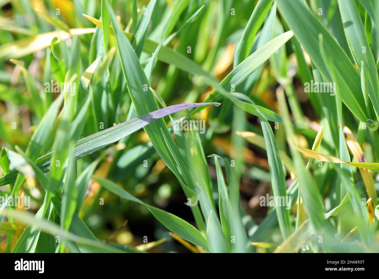 Barley yellow dwarf (BYD) is a plant disease caused by the barley yellow dwarf virus (BYDV) and is the most widely distributed viral disease of cereal Stock Photo
