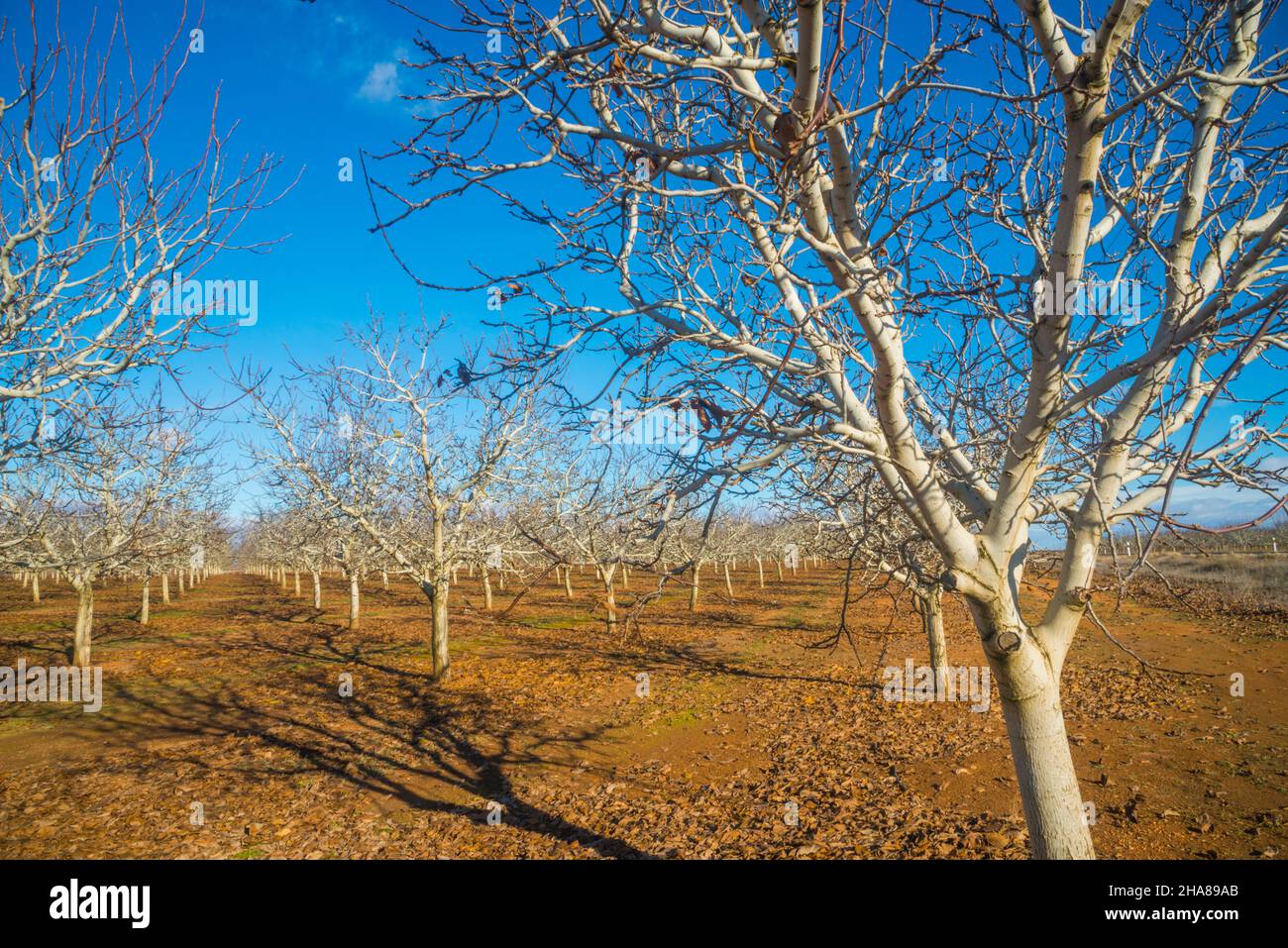 Pistachio trees. Campo de Criptana, Ciudad Real province, Castilla La Mancha, Spain. Stock Photo
