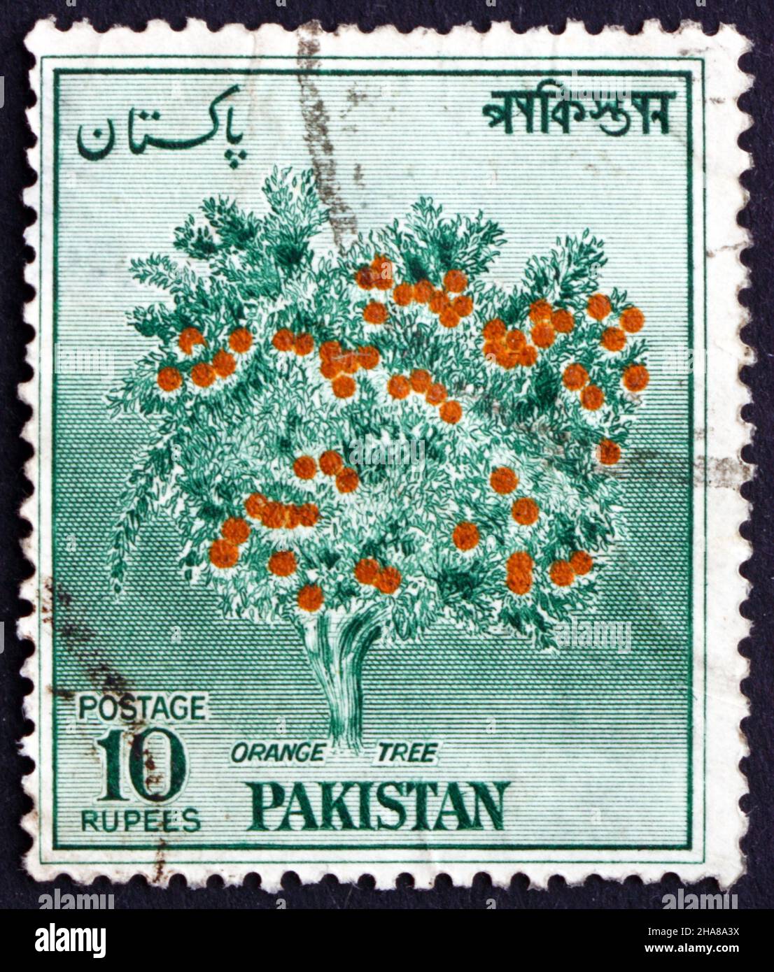 PAKISTAN - CIRCA 1957: a stamp printed in Pakistan shows Orange Tree, circa 1957 Stock Photo
