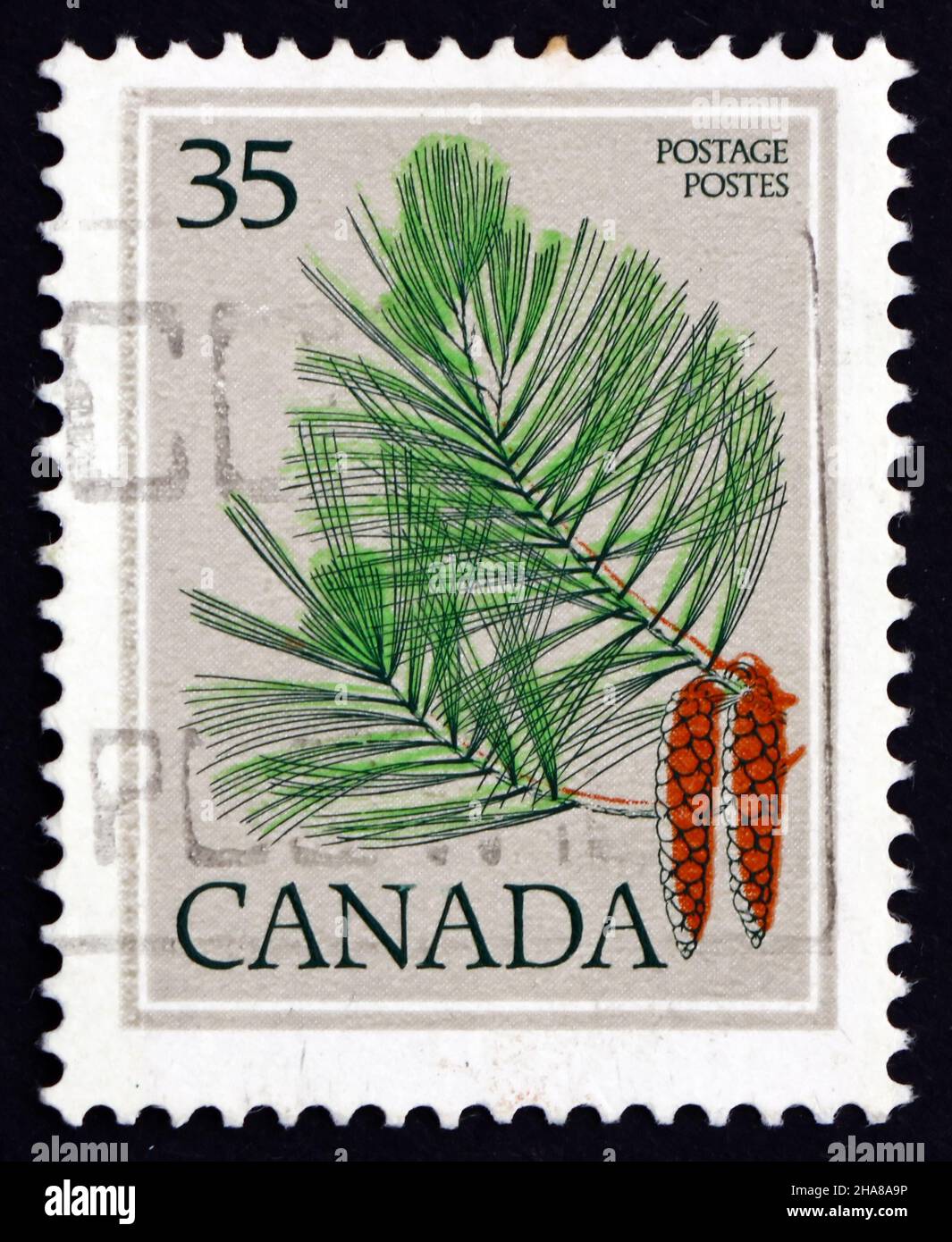CANADA - CIRCA 1979: a stamp printed in the Canada shows White Pine, Pinus Strobus, Tree, circa 1979 Stock Photo
