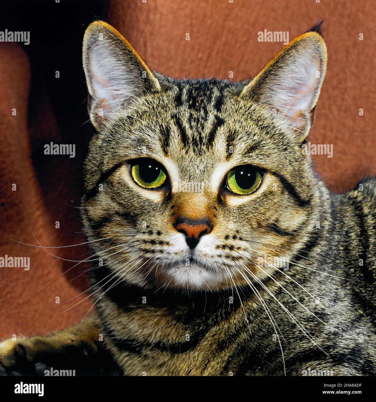 1980s PINK NOSED TABBY CAT WITH GREEN EYES LOOKING AT CAMERA4