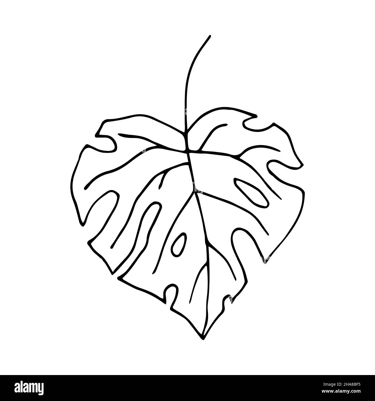 Tropical leaf with holes. Vector illustration in doodle style isolated on white background. Hand drawn monstera leaf for web-design. Stock Vector