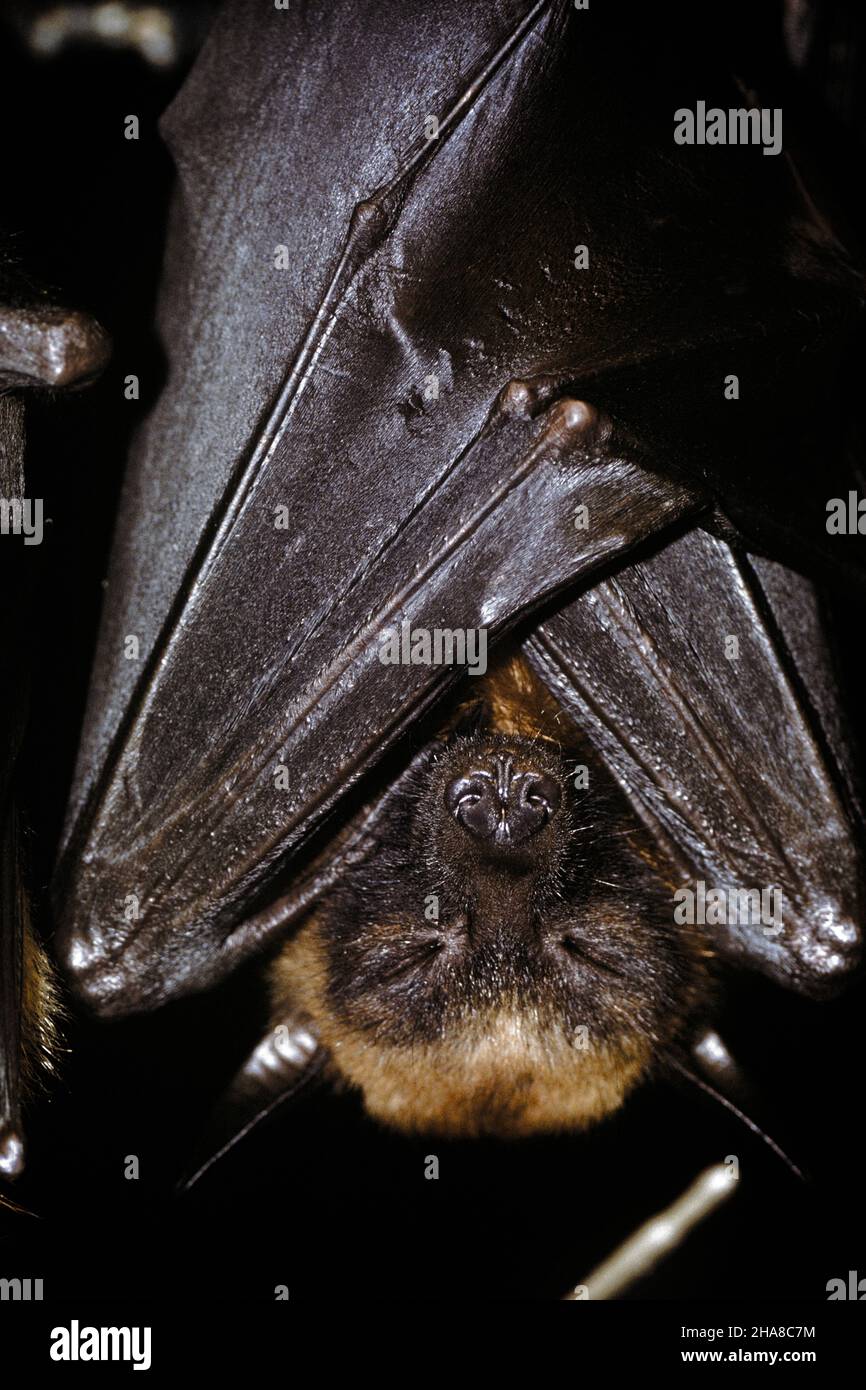 Outrageous flight hires stock photography and images Alamy