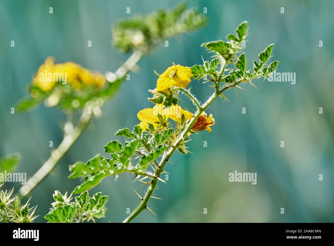 Yellow flower inside a blue agave plantation with pollinating insects ...
