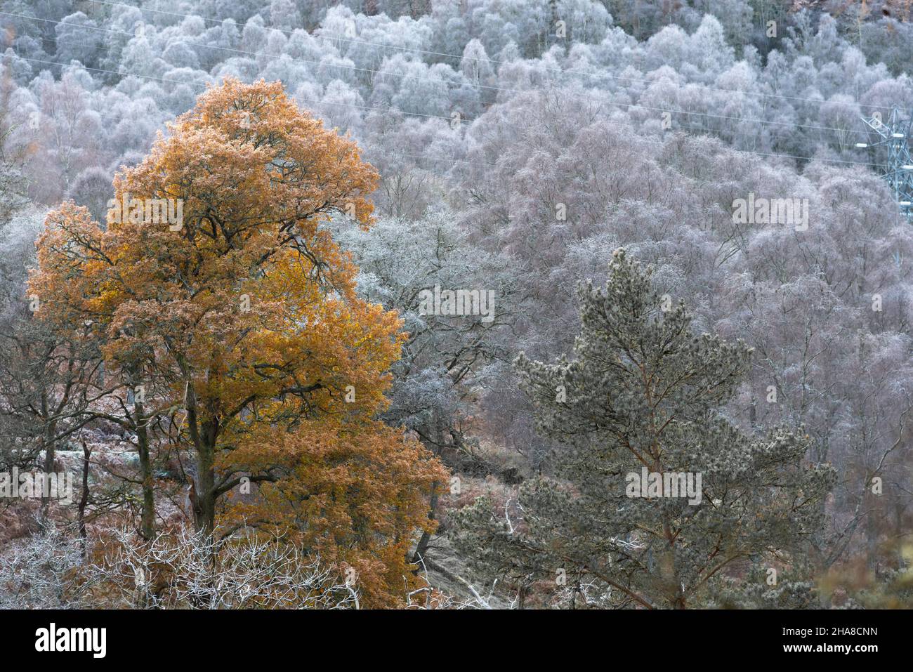 Frost on the trees in Glen Tilt and Glen Garry, Killiecrankie, Cairngorms, Scotland Stock Photo