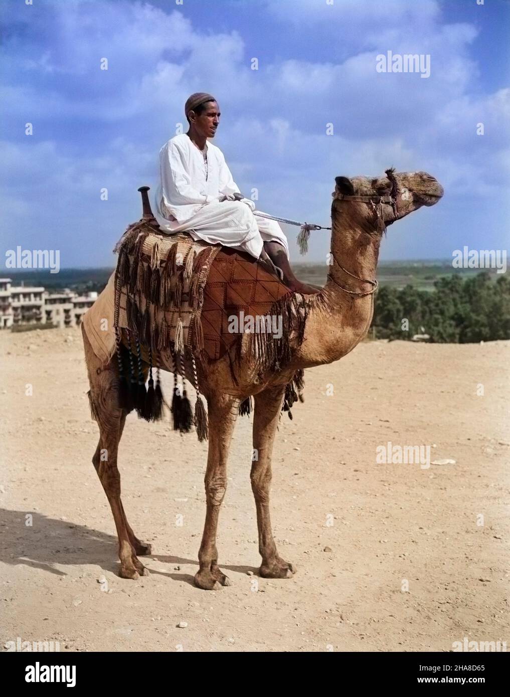 1920s 1930s EGYPTIAN MAN SITTING ON A RIDING TOURIST DROMEDARY CAMEL Camelus dromedarius WITH FRINGEDSADDLE GIZA CAIRO EGYPT - q364c HAR001 HARS TIME OFF RIDER CAMEL ADVENTURE GIZA GETAWAY EXCITEMENT TOURIST HOLIDAYS OCCUPATIONS CREATURE FRINGED GENUS MAMMAL RESORTS UNGULATE VACATIONS HAR001 MIDDLE EAST MIDDLE EASTERN NORTH AFRICA NORTH AFRICAN OLD FASHIONED TRAVEL AFRICA Stock Photo