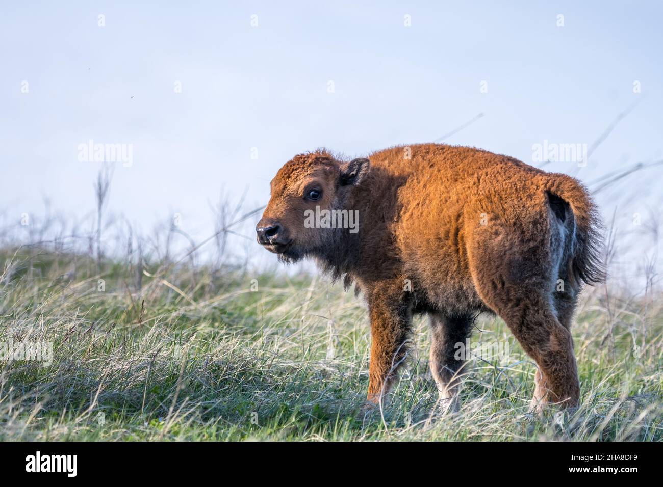 Baby Bison roaming around in the greenery pasture of the preserve park Stock Photo