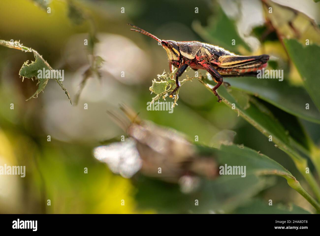A red chewing eating green leafs. infestation plague Stock