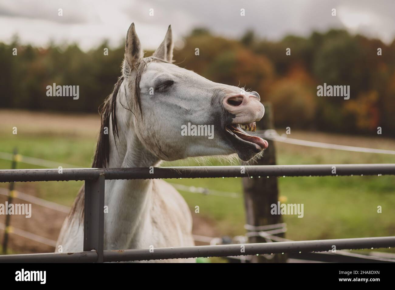 White horse yawing and whinnying for food by gate Stock Photo