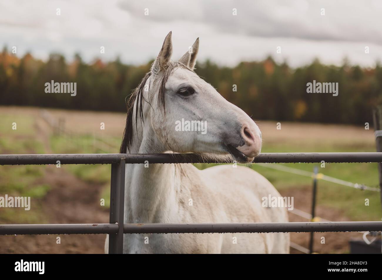 White horse leaning over gate in the fall colors Stock Photo