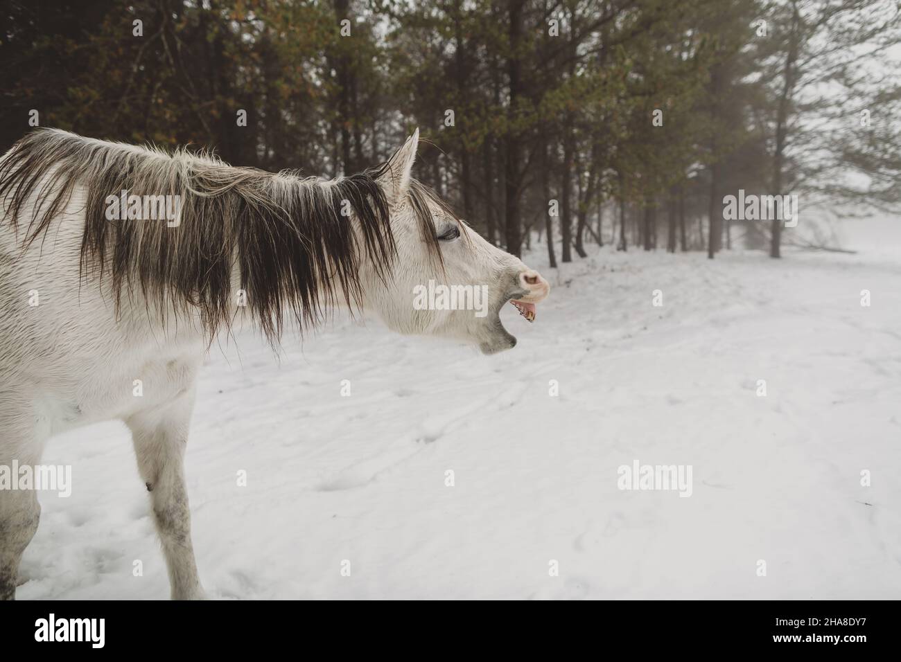 White horse yawning in woods in the Wisconsin winter Stock Photo