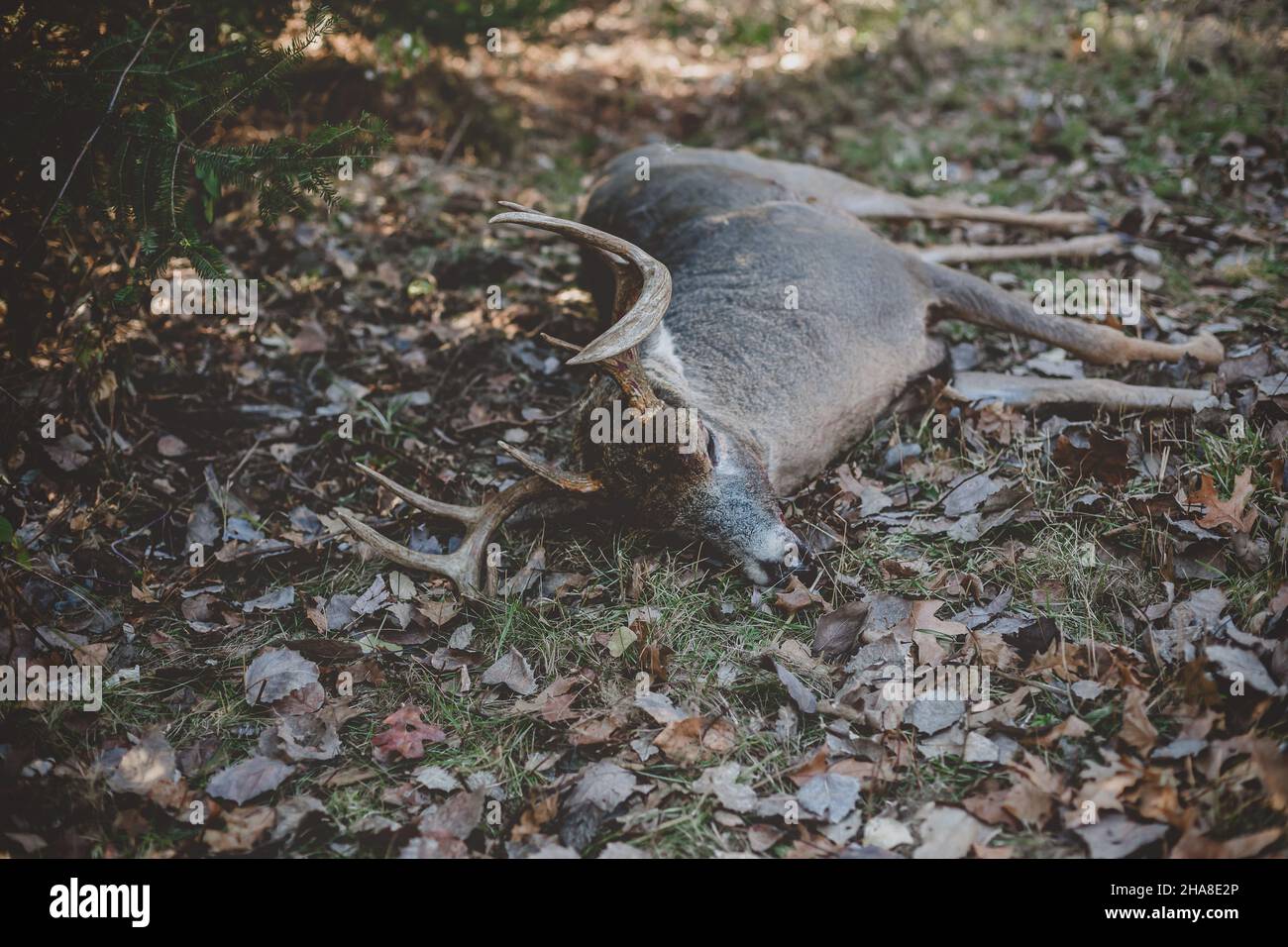 Dead 8 point buck laying in Wisconsin woods Stock Photo