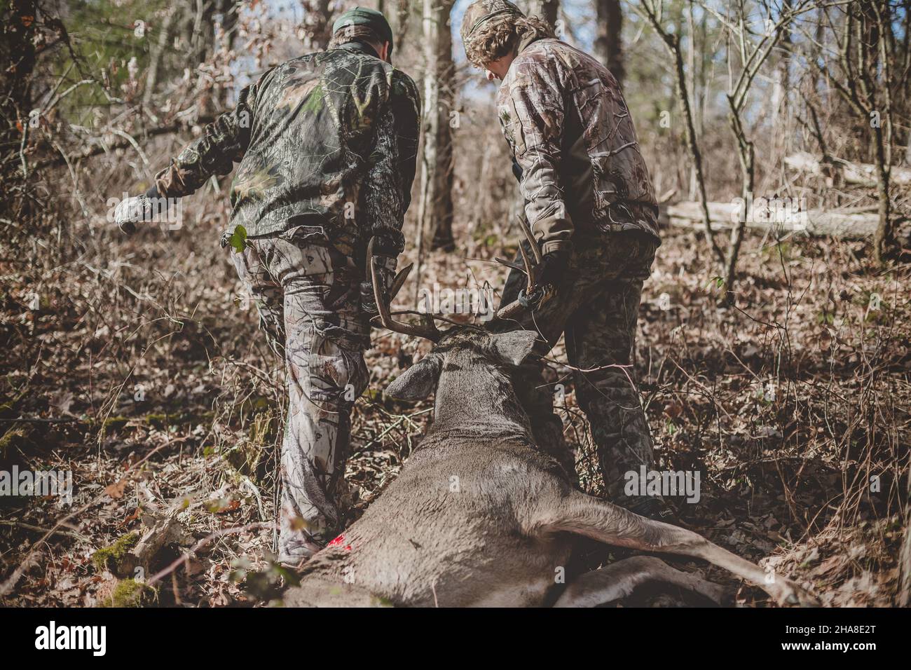 Father and son dragging dead 8 point buck out of Wisconsin woods Stock Photo