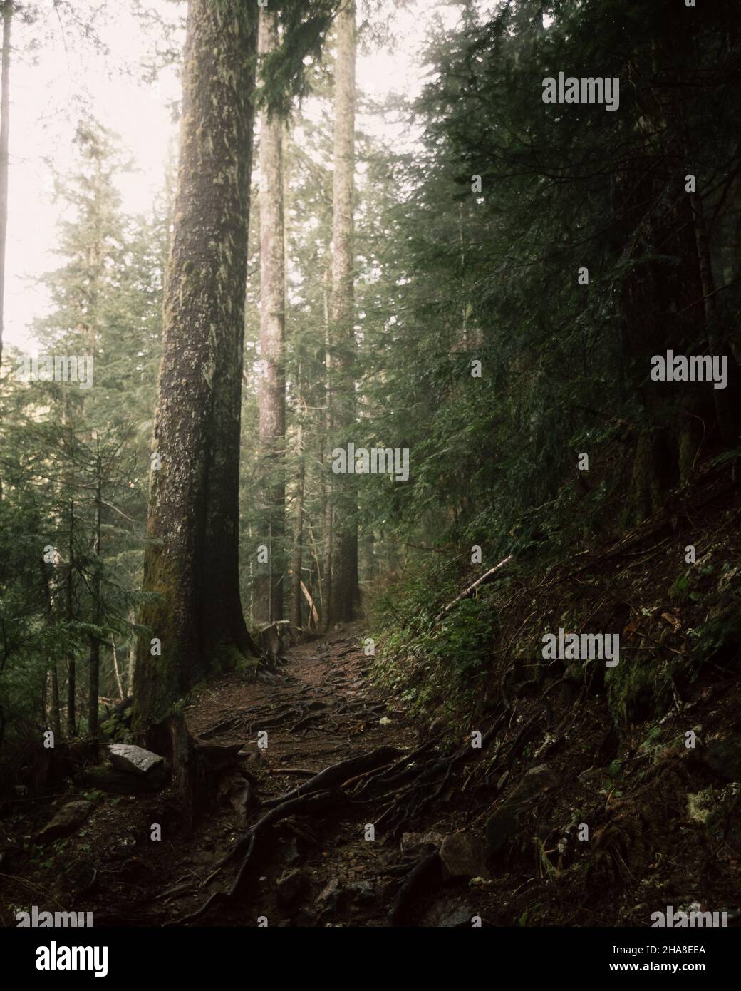 Summit Lake Trail in Ashford, Washington Stock Photo Alamy