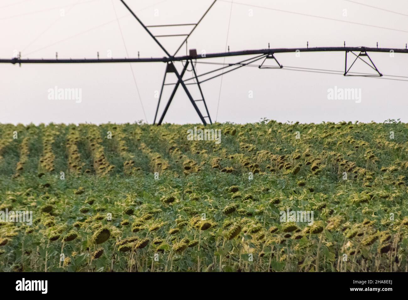 Field of sunflowers to be watered Stock Photo Alamy