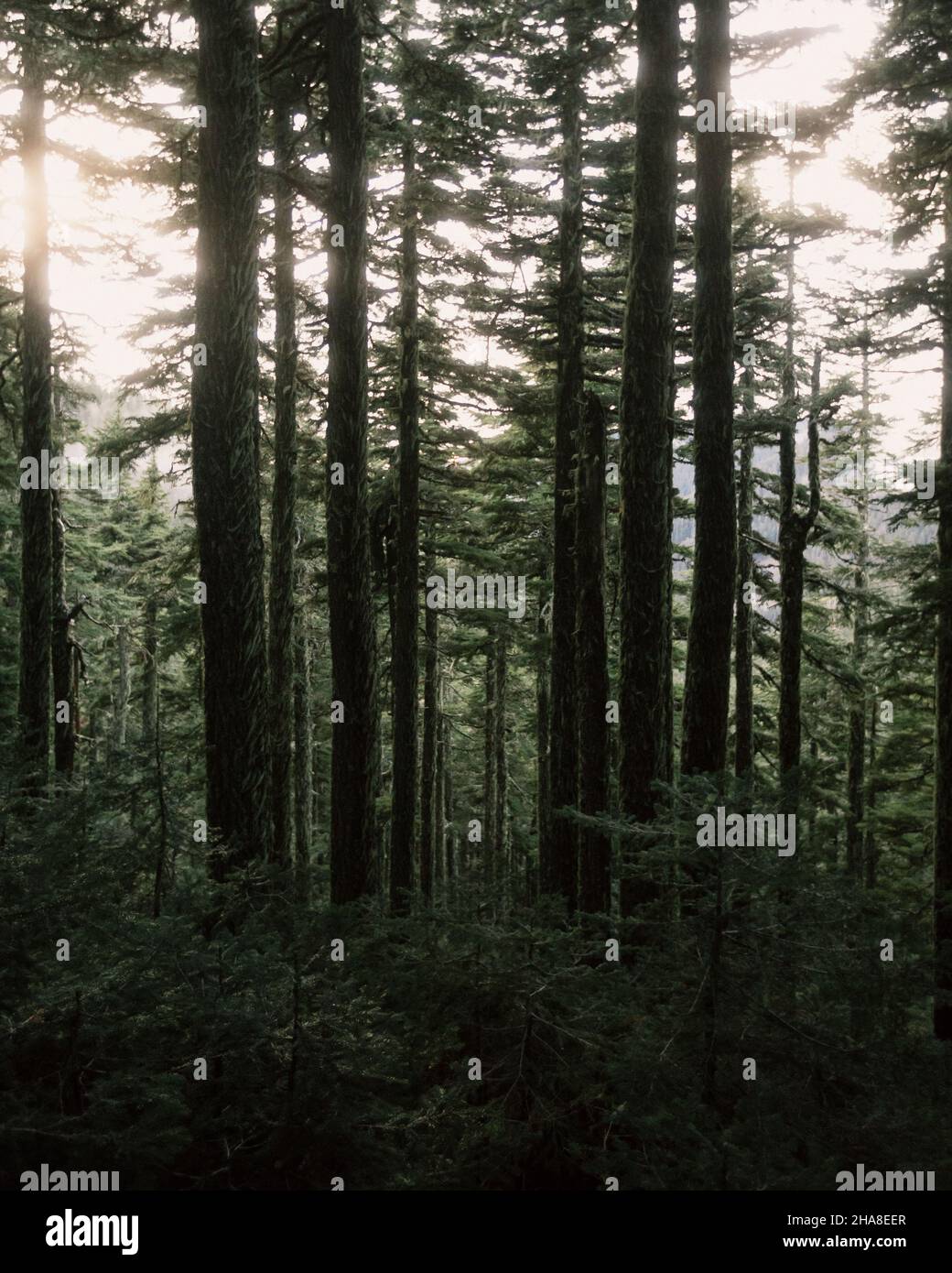 Summit Lake Trail in Ashford, Washington Stock Photo Alamy