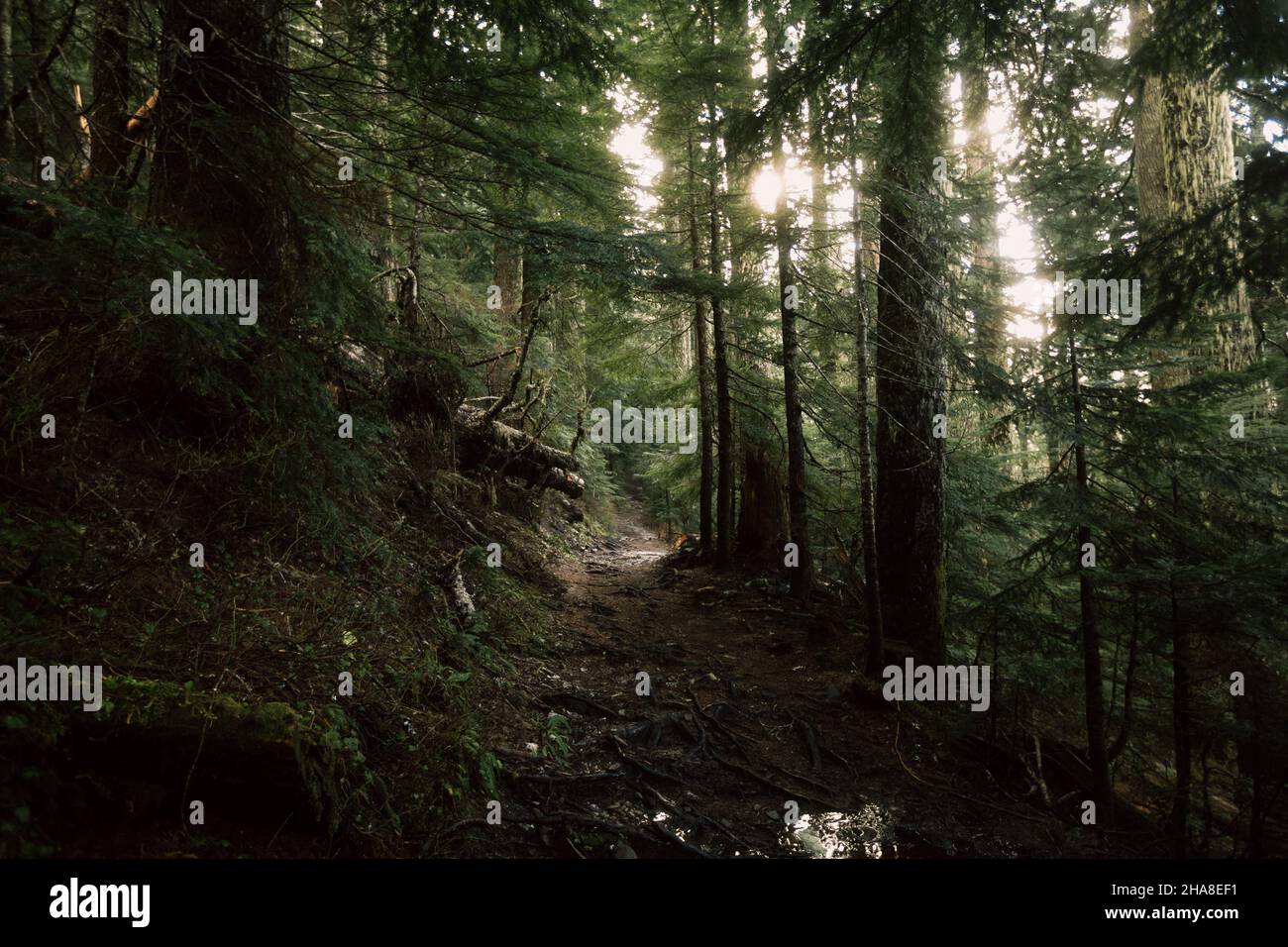 Summit Lake Trail in Ashford, Washington Stock Photo Alamy