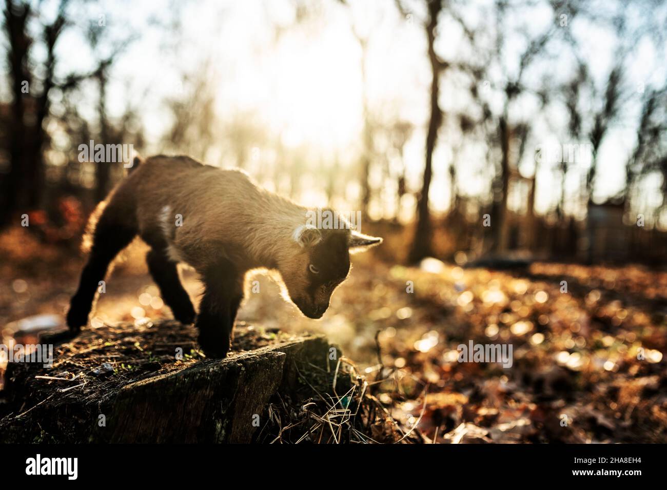 Baby goat jumping off tree stump Stock Photo Alamy