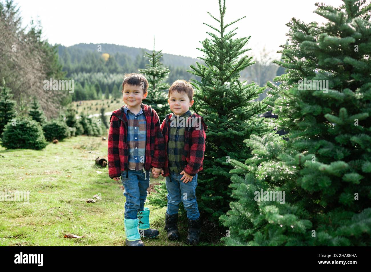 Brothers standing in front of christmas Tree Stock Photo