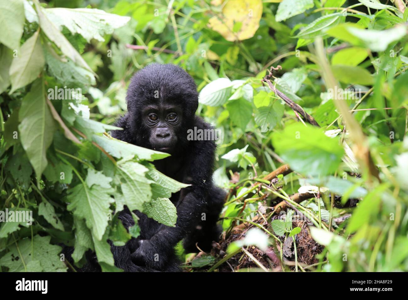 baby-mountain-gorilla-gorilla-beringei-beringei-bwindi-nationalpark