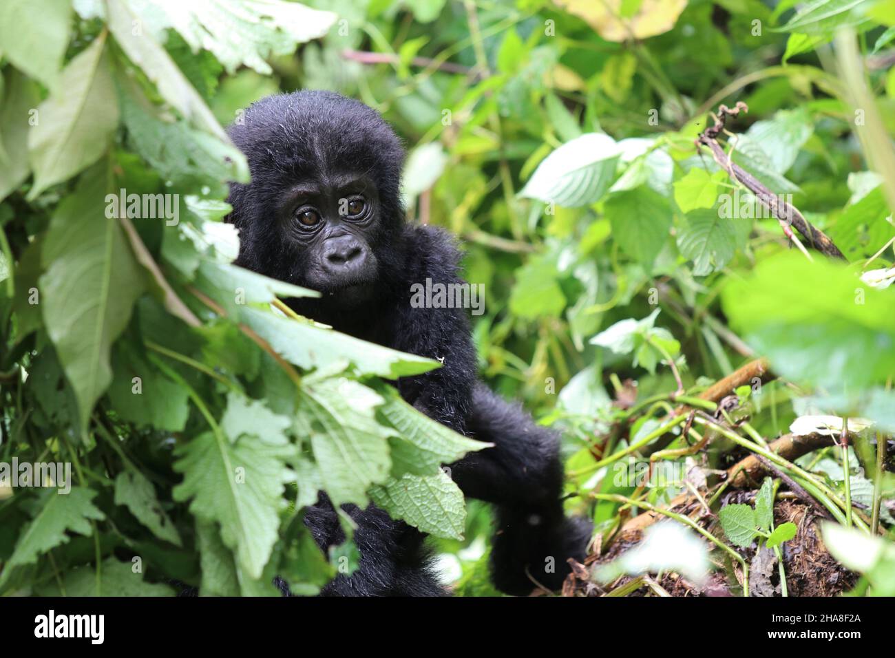 baby mountain gorilla (gorilla beringei beringei) - Bwindi Nationalpark, Uganda, Africa Stock Photo