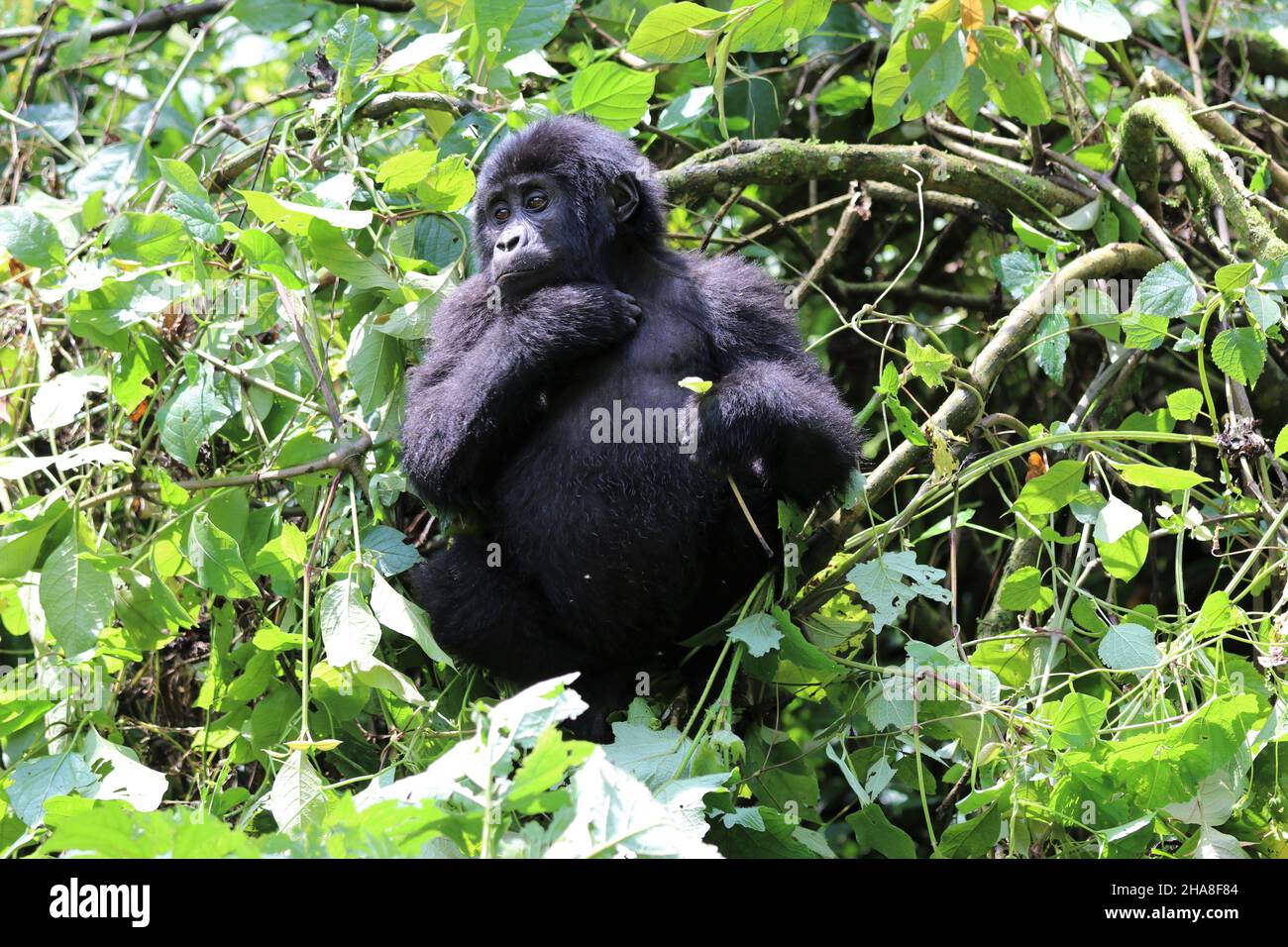 baby mountain gorilla (gorilla beringei beringei) - Bwindi Nationalpark, Uganda, Africa Stock Photo