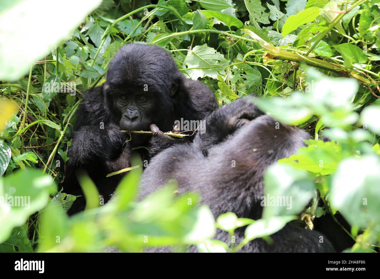 CALVENDO Puzzle 1000 Teile – Süßer Berggorilla In Uganda, 64x48 Cm | Premium-Qualität, Präzise Stanzung Aus Europa