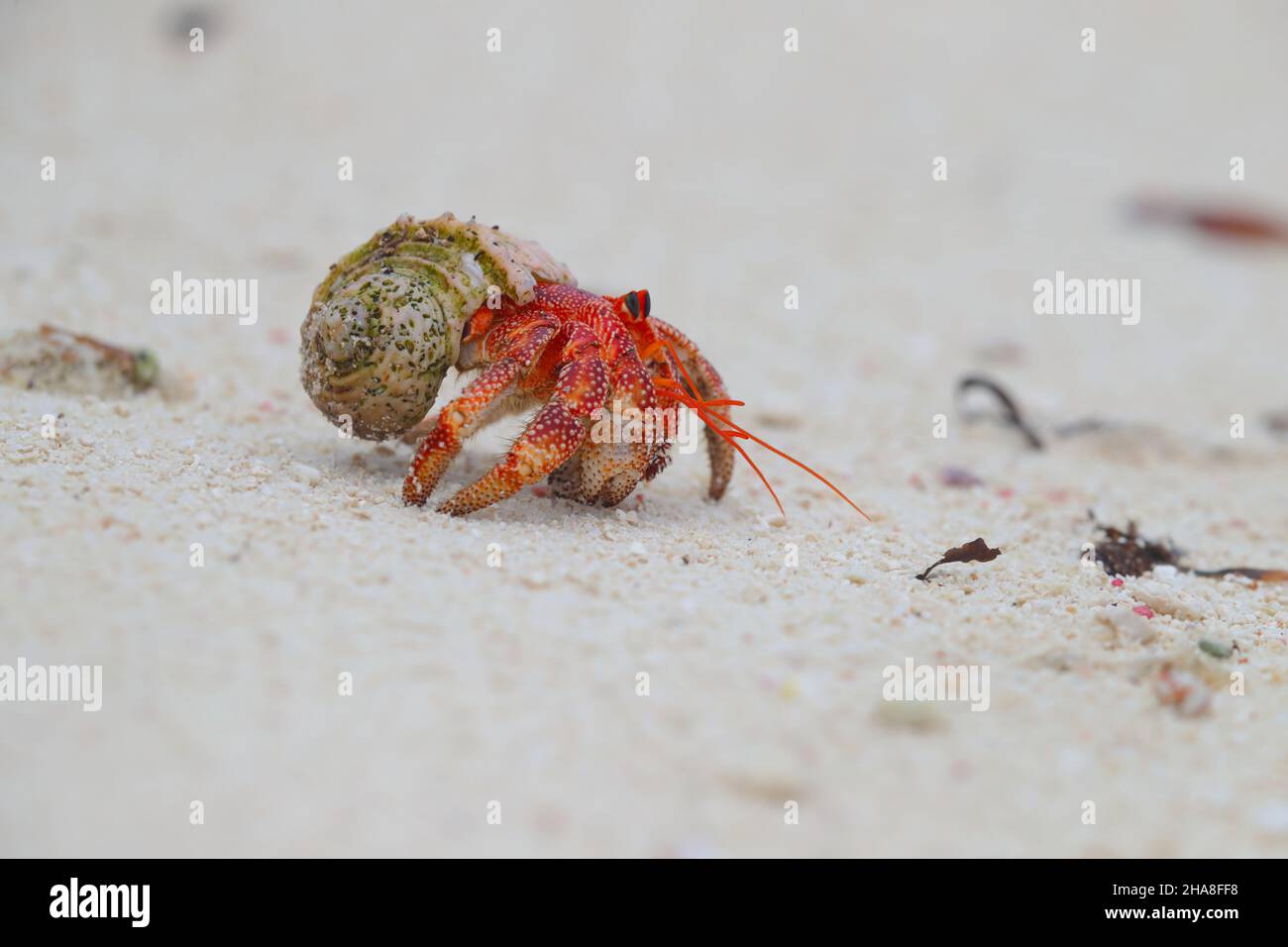 Coenobita perlatus, a species of terrestrial hermit crab known as strawberry hermit crab, on St. François Atoll in the Seychelles Stock Photo