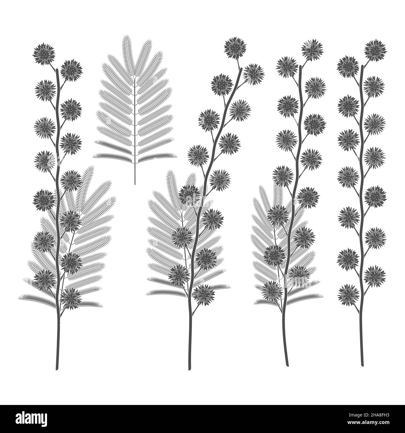 Mimosa tree Black and White Stock Photos & Images Alamy