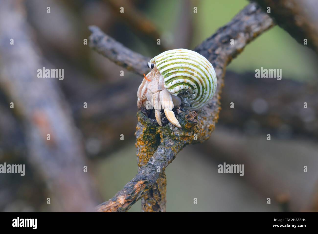 Coenobita perlatus, a species of terrestrial hermit crab known as strawberry hermit crab, on Cosmoldeo atoll in the Seychelles Stock Photo