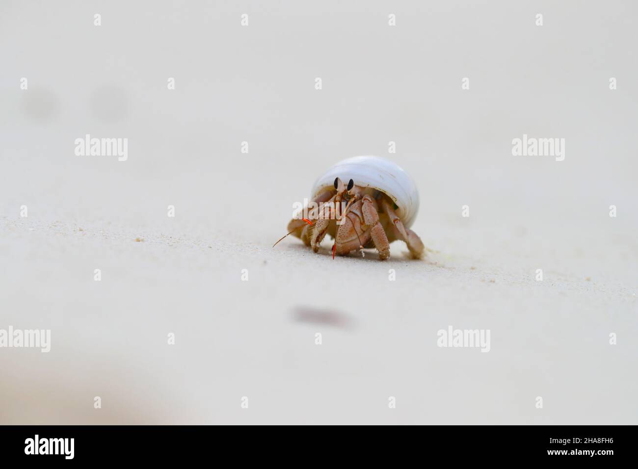Coenobita perlatus, a species of terrestrial hermit crab known as strawberry hermit crab, on Cosmoldeo atoll in the Seychelles Stock Photo