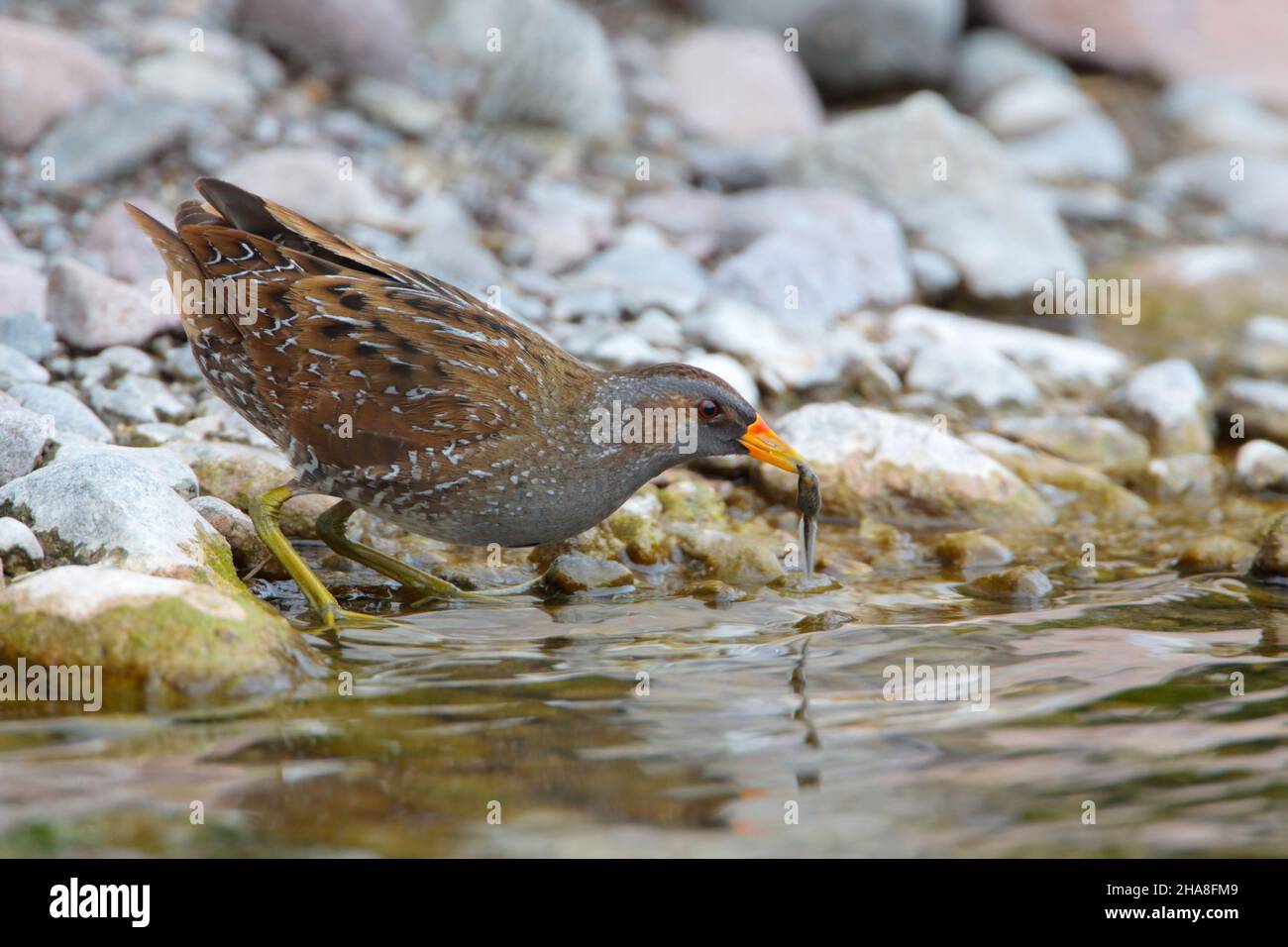 An adult Spotted Crake (Porzana porzana) feeding on a tadpole on spring migration on the Greek island of Lesvos Stock Photo