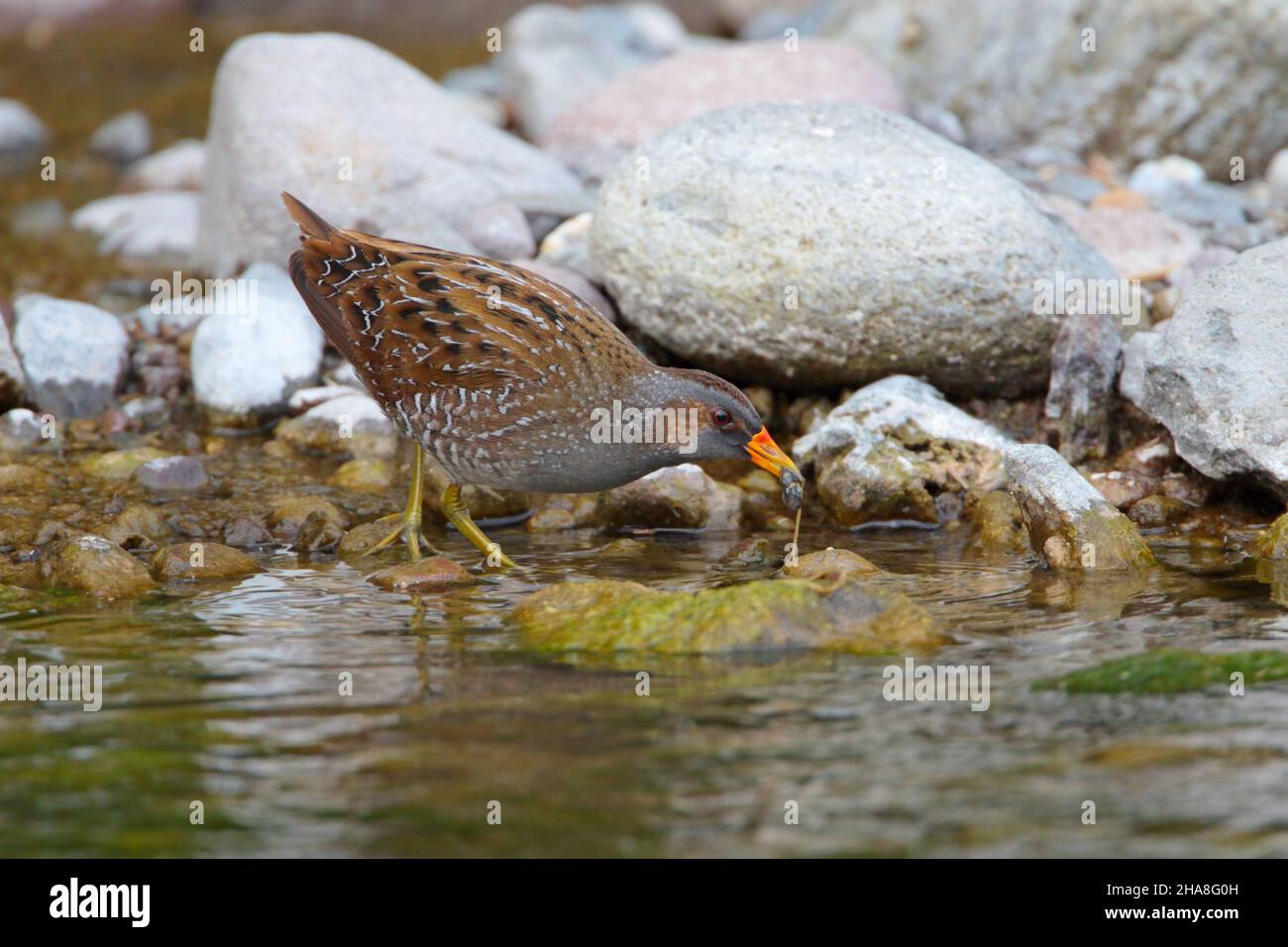 An adult Spotted Crake (Porzana porzana) feeding on a tadpole on spring migration on the Greek island of Lesvos Stock Photo