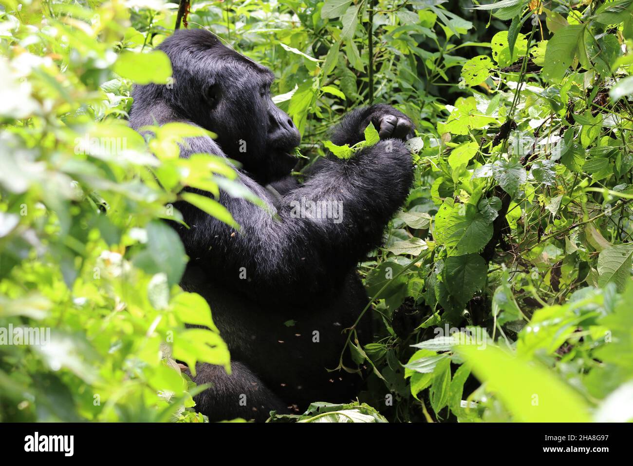 mountain gorilla (gorilla beringei beringei) - Bwindi Nationalpark, Uganda, Africa Stock Photo