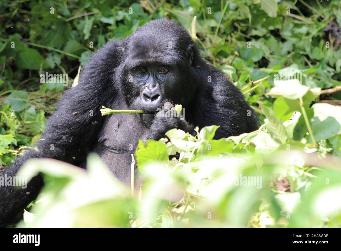 mountain gorilla (gorilla beringei beringei) - Bwindi Nationalpark, Uganda, Africa Stock Photo