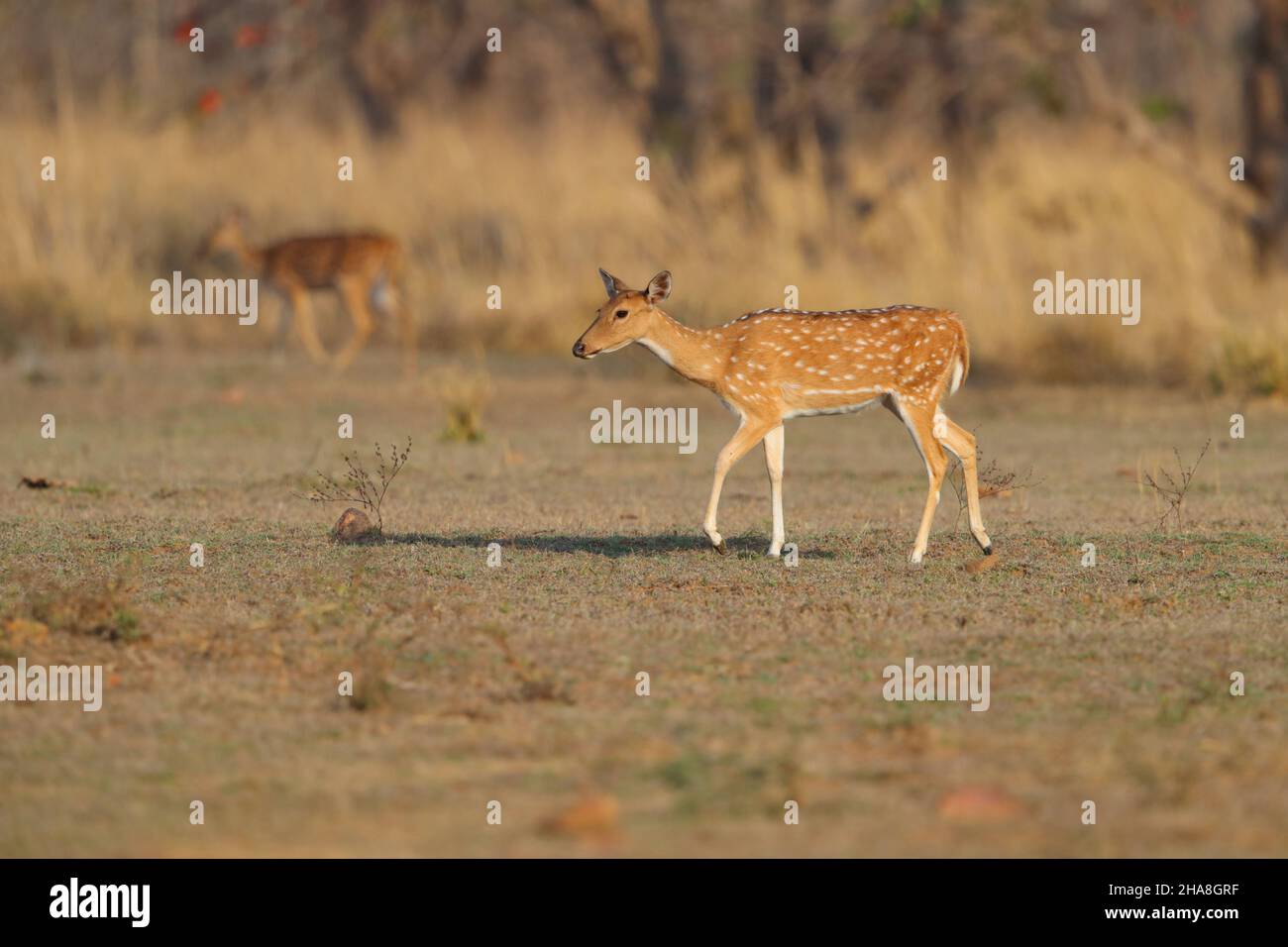 A single female/doe Spotted deer or Chital (Axis axis) in Tadoba