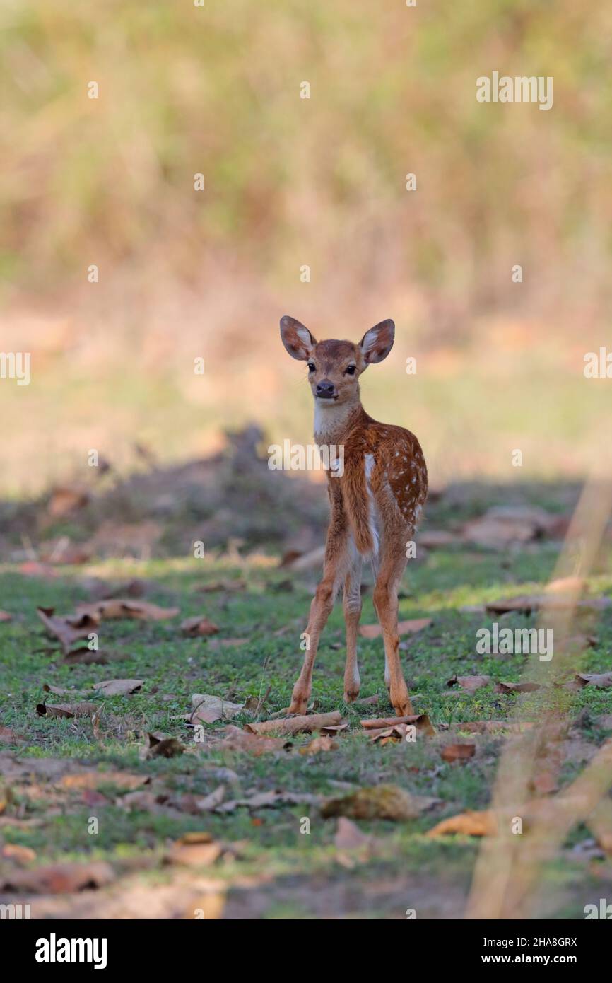 Spotted deer or Chital fawn (Axis axis) in Tadoba-Andhari tiger reserve, Maharashtra, India Stock Photo